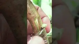 39 Apple Guava Bud Grafting EP250