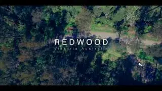 REDWOOD forest National Park/Victoria Australia by Nomademic