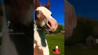 Potro relinchando 🐴