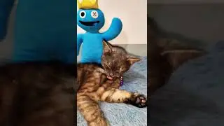 Кот...?! #sprunki #roblox #fyp #shorts #cat