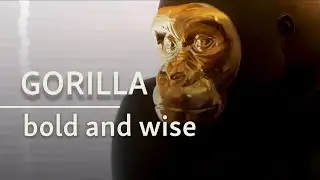 Gorilla with a GOLDEN Touch | Lladr&oacute;