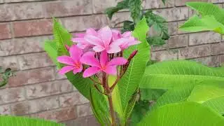 porque no Florece la plumeria #flower #plants #plant #plumeria #plantas #plantasbonitas