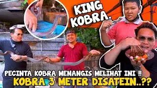 SATE KING KOBRA KAKI LIMA !! KATANYA DAGINGNYA MANIS KAYAK CUMI-CUMI