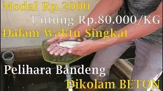 Budidaya Bibit Ikan Bandeng Air Asin Ke Air Tawar DiKolam Beton