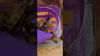 Purple Queen Honey Bee Paint Party - Beekeeping