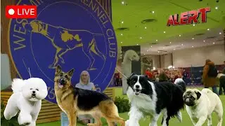 LIVE: 150th Westminster Kennel Club Dog Show Begins in New York City | Cute Animals | ALERT News