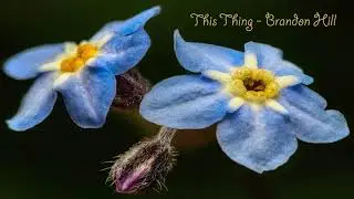 Brandon Hill - This Thing