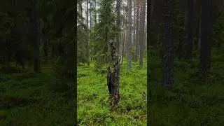 Pyh&auml;-h&auml;kki Luonnon voimaa #nature #finland #retkeily #hiking #outdoors #nationalpark #ulkonaperill&auml;