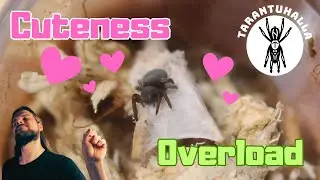 Eresus walckenaeri: Exotic Pet Expo Treasures and Velvet Spider Cuteness!