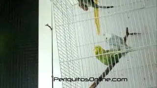 Hembras periquitas copulando