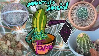 Winterizing Minerals Prevent Spring Root Rot on the Cactus Farm Ep3 False Winter New Minerals