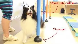 What is Animal Rehab?