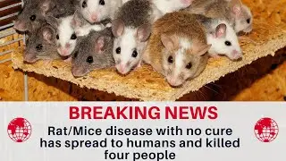 Rat/Mice disease killed four people Hantavirus   07-25-2024