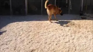 dog-(oscarlet-)dogshotelcy