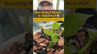 Can a Real Vanilla Bean Grow in Wisconsin?! 🌿🍦