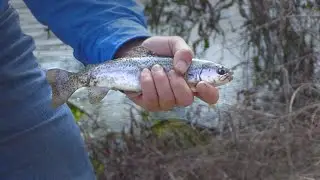 FINS Lake Trout Fishing on a Budget