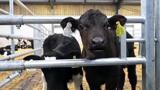 UCD Lyons Farm - Dairy Calf Research & Education Facility