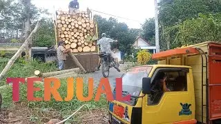 TERJUAL KAYU BALSA 2 LOKASI