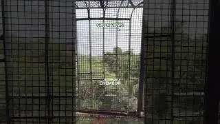 Resale unit with amazing green views, 3 BHK at Chembur #resaleflat #buyflats #lavishapartment #bhk