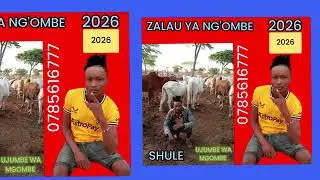 ZALAU YA NG'OMBE 4K