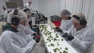 Canada the pot dealer to the world?