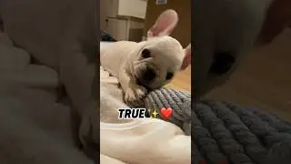 You&rsquo;re my best friend❤️ #franchbulldog #frenchiefun #dog #cute #puppy #pug #pets #funny