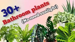 30+ Best Bathroom plants for air purification //Plants for Spa like bathroom //no need sunlight.