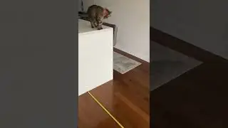 Cat&rsquo;s World Record 2.40 Meters Jump Towards Owner&rsquo;s Back