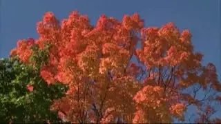 Why fall allergies can be so frustrating