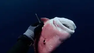 Spearfishing - Stoning a 10kg Red Emperor (Lutjanus sebae)