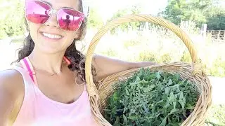 SUMMER VLOG #4 Harvesting herbs and making pesto!