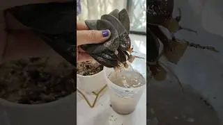 easy to grow, black ZZ plant propagation #gardentips #indoorplants