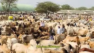 Suuqa Xoolaha Gaariss maalinka Arbacada