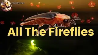 Introduction to Insect Taxonomy and Identification - Fireflies (Family Lampyridae)
