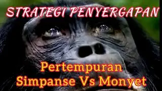 PERTEMPURAN SIMPANSE VS MONYET (@bayusamudrajember9885) #animals #viralvideo #hiburan