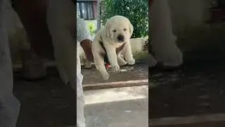 💥 LABRADOR PUPPIES AVAILABLE WITH KCI.CONTACT DETAILS ON MY DESCRIPTION.#labrador #labradorretriever