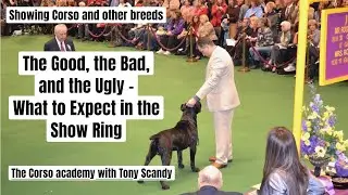 Showing Corso  & Other Breeds: The Good, the Bad, and the Ugly – What to Expect in the Show Ring