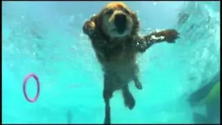 Diving Dog Master goes for Underwater Video Camera