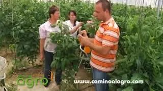 Atadora  Rubangel para tutorado profesional modelo TB-F
