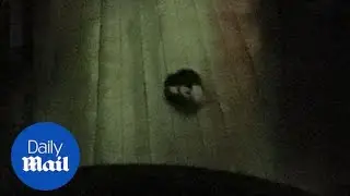 A stray rat is filmed roaming around Prezzo in Harborne - Daily Mail