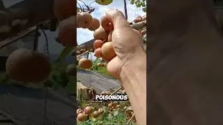 Wild Pears You&rsquo;ve Never Tasted