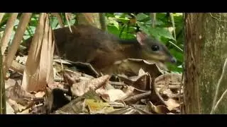 Lesser Oriental Mouse-deer ( Tragulus Kanchil )