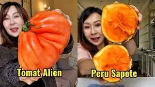 REVIEW TOMAT ALIEN 👽 DAN BUAH PERU SAPOTE 🍅🫒