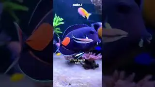 Bluestreak Cleaner Wrasse Fish #fish #nature
