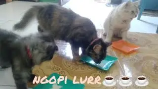 kucing meong_nongkrong ngopi sore @deniwans