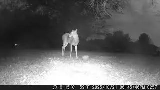 Archive Files of Trail Camera Compilation 20251022 G