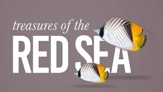Threadfin Butterflyfish (Chaetodon Auriga Auriga) in the Red Sea.
