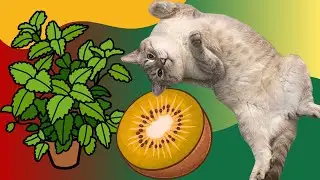 Your Cat&rsquo;s 3 Favorite Plants: Catnip, Silver Vine, And Valerian Root