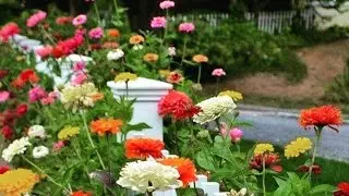 FLORES DE CLIMA QUENTE