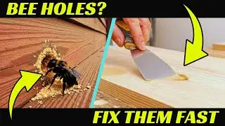 How to Fix and Plug Carpenter Bee Holes in Your Home 🐝🏡